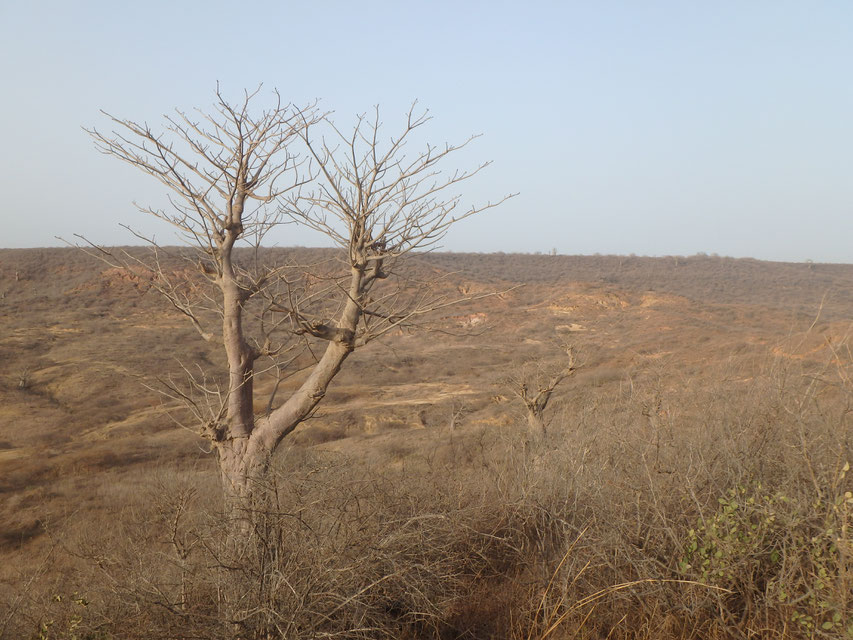 Dry season Senegal - Natural Reserve of Popenguine