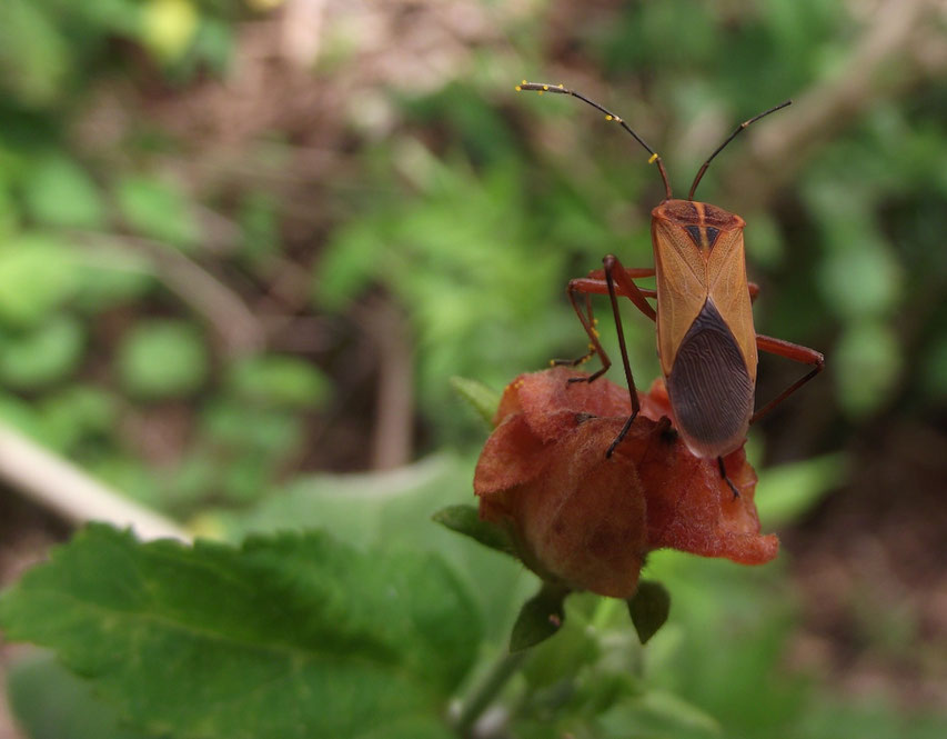 insect El Jardin campsite and accomodation, Samaipata, Bolivia