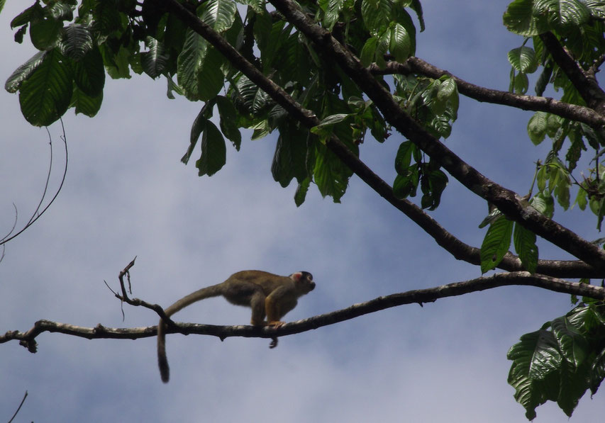 Spider monkey in Villa Tunari, Bolivia