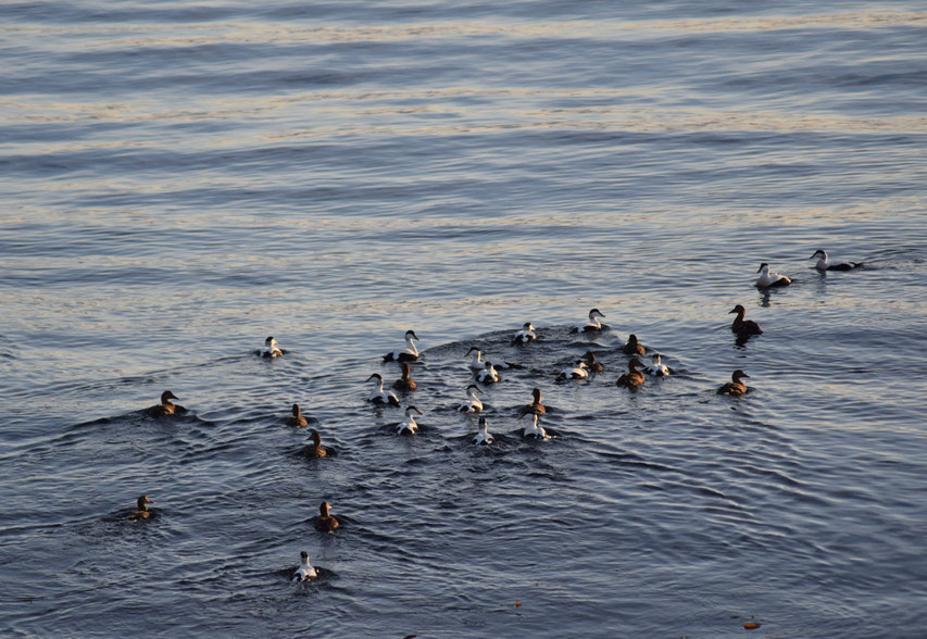  Eider Ducks, East Fjords, Iceland