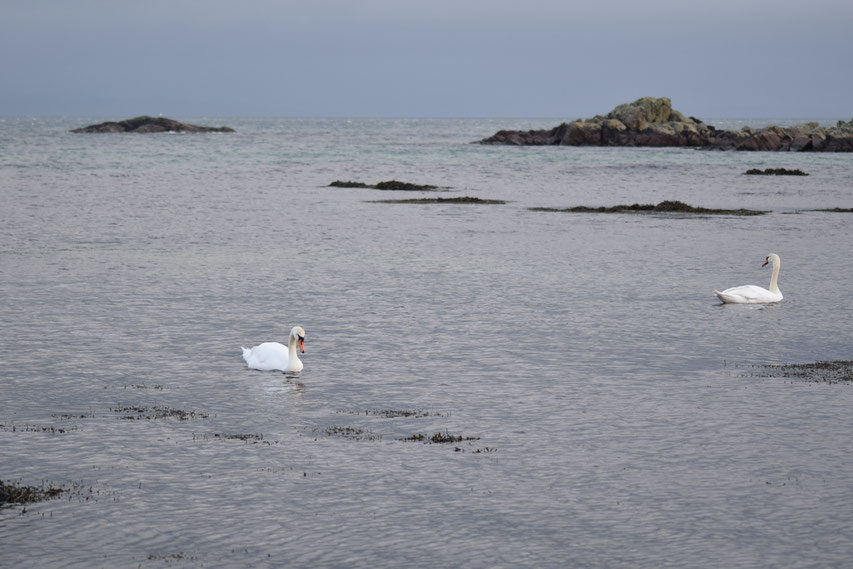 Swans, Ardtalla, Scotland