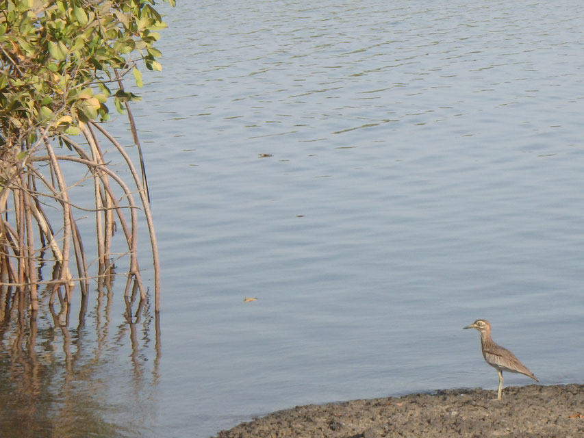 Senegalese Thick-knee and mangrove - Tumani Tenda -Gambia