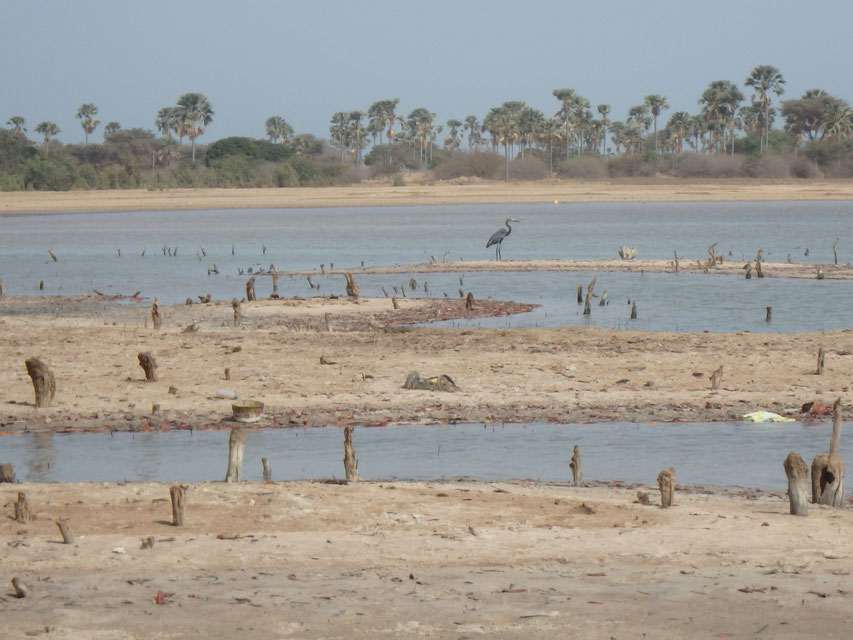 Mar Lodj, Sine-Saloum delta bird watching Senegal
