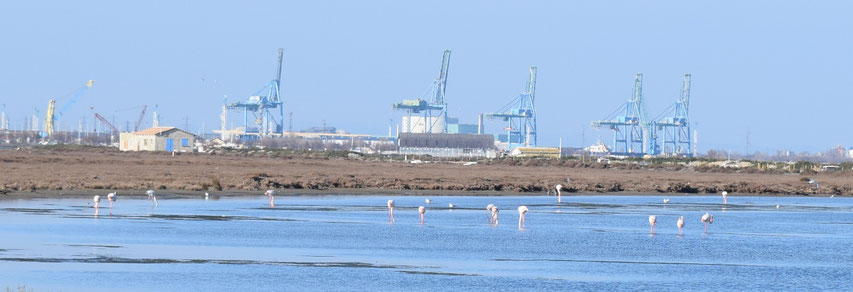 Flamingos, Carmargue