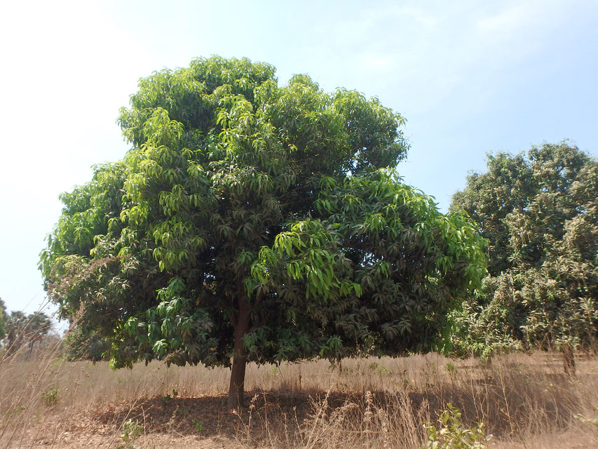 sliced mango tree, Tumani Tenda, Gambia