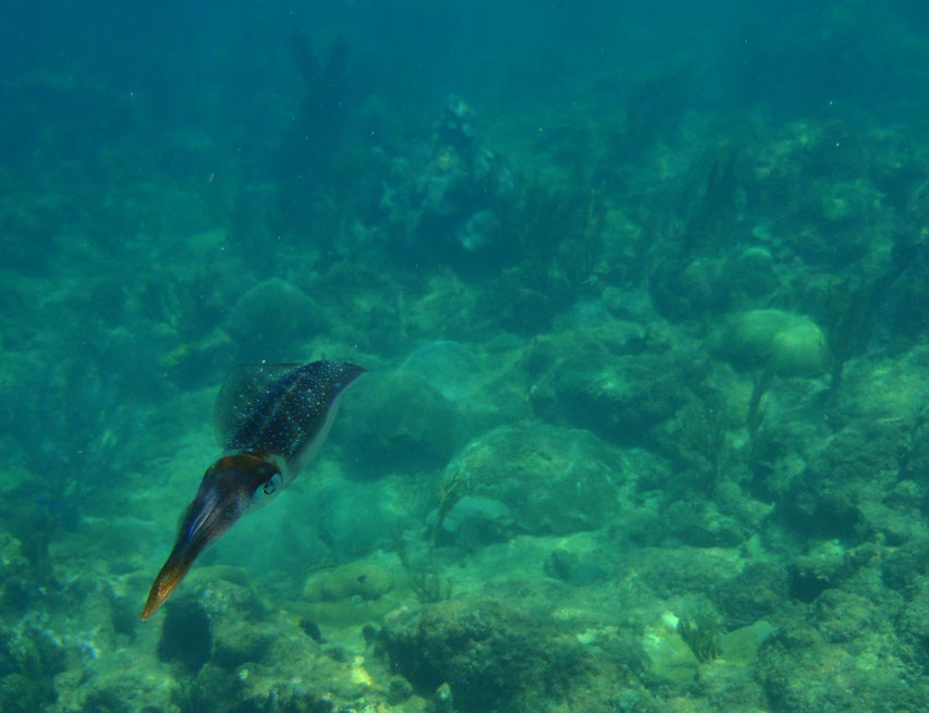 Snorkelling, Castara, Tobago