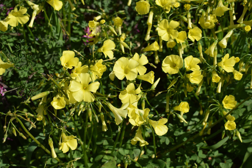 yellow Spring wild flowers, Portugal