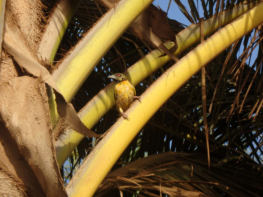 Village Weaver bird, Sanyang Rainbow Beach