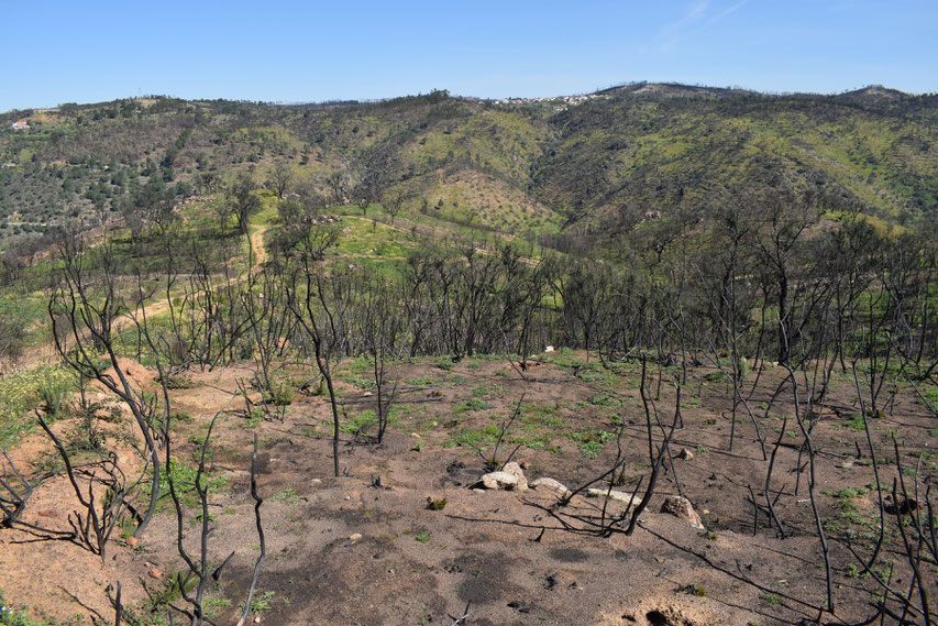 wild fire damage, Portugal