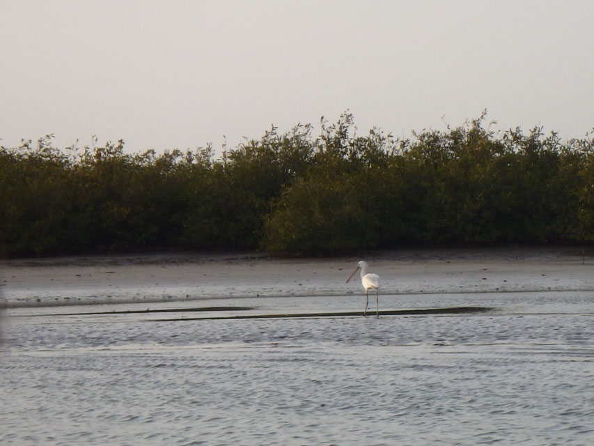 African spoonbill, Mar Lodj