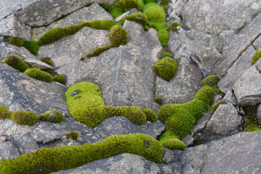 moss on rock, beach, Iceland