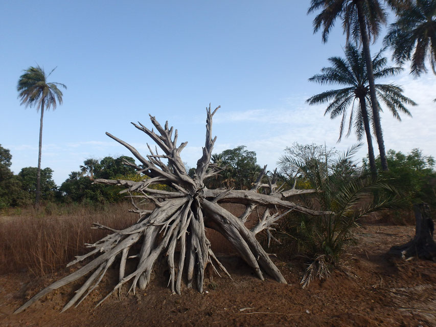 tree roots, Tumani Tenda