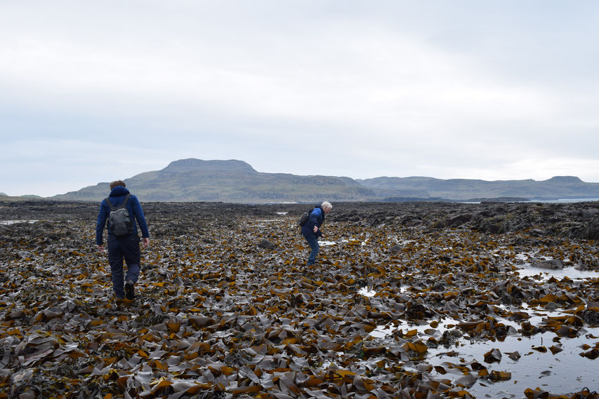 tidal Horse Island, Muck