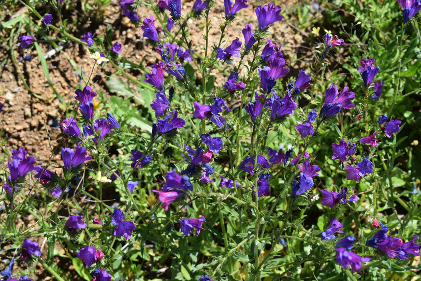 purple wildflowers, Portugal