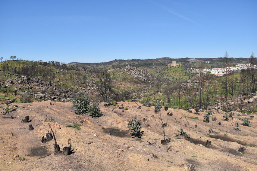 Burnt tree stumps, Belver, Portugal