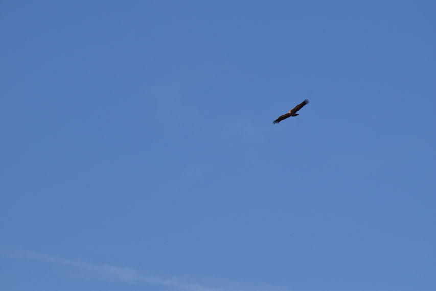 Vulture flying, Emblase de Linares, Spain