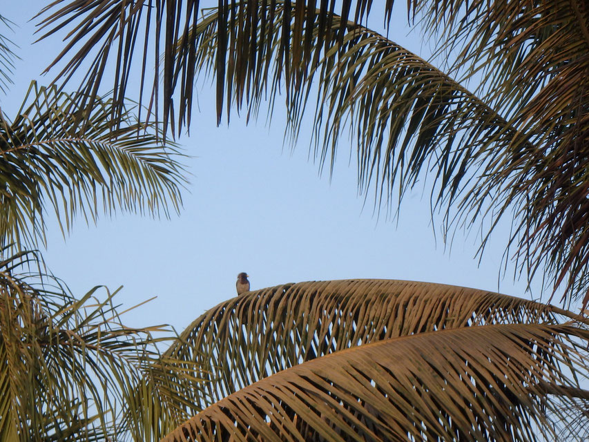 Western grey plantain eater