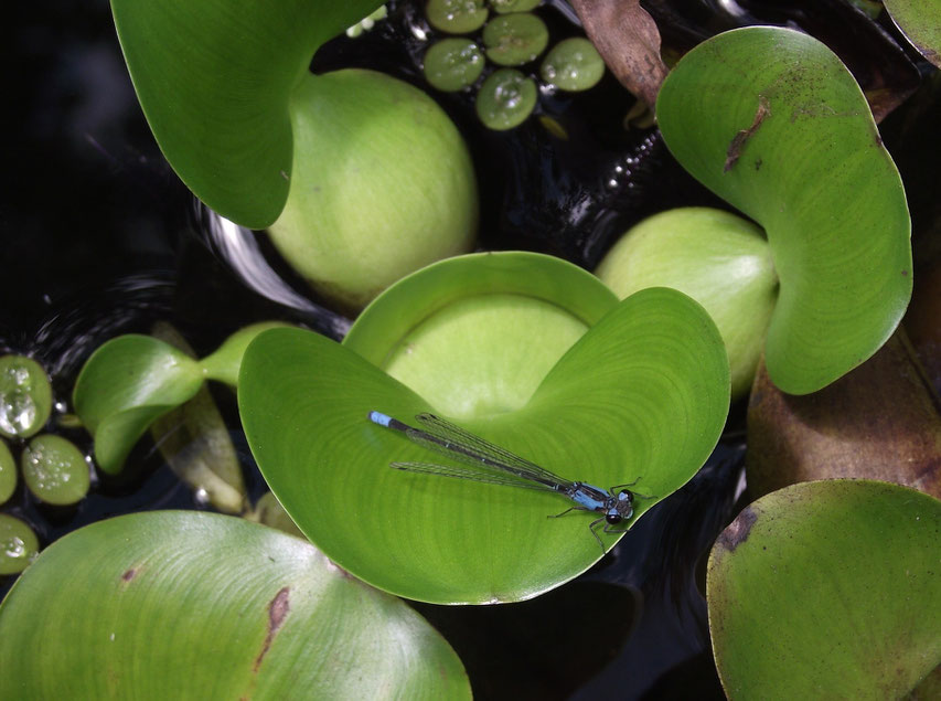 pond, El Jardin campsite and accomodation, Samaipata, Bolivia