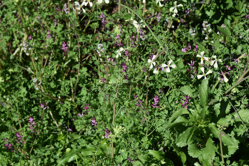 Spring wild flowers, Portugal