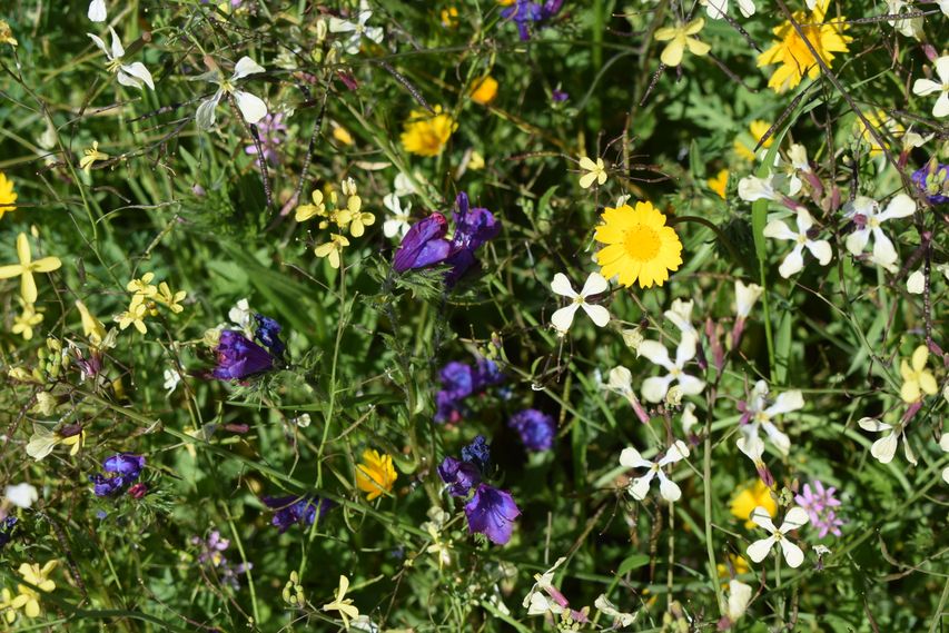 Spring flowers, Portugal.