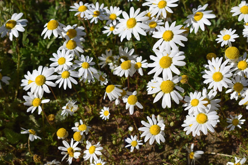 wild flowers between Gavião and Belver