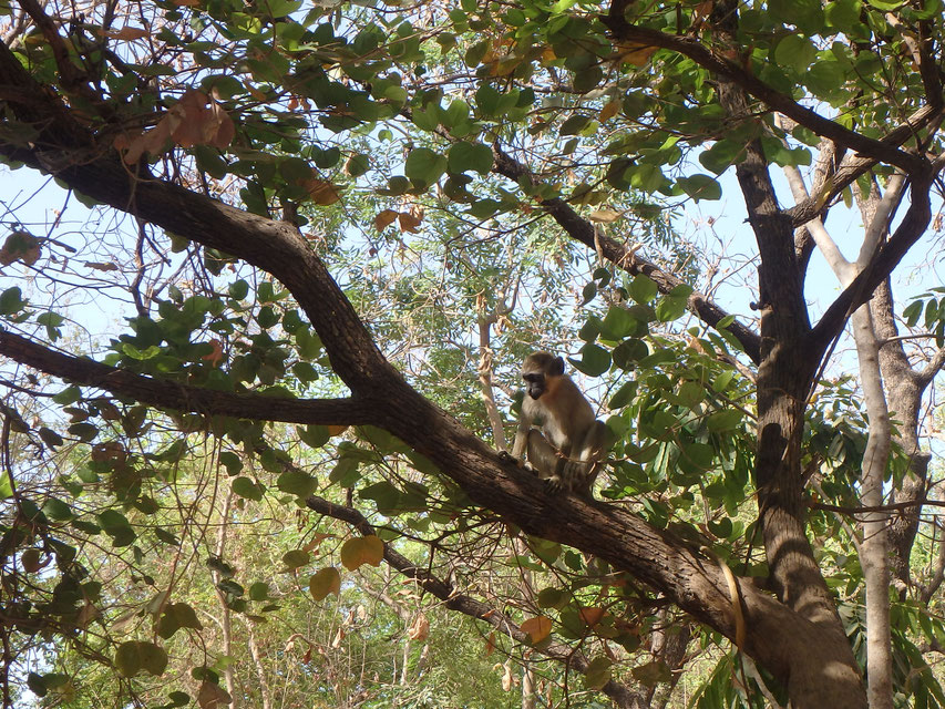 Green Monkey - Janjanbureh Camp
