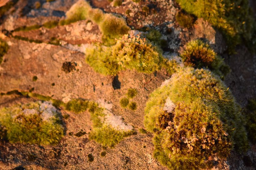 Moss in Winter, Iceland