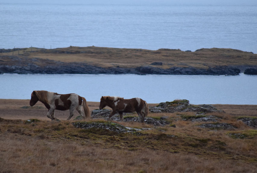 Icelandic horse, East Fjords