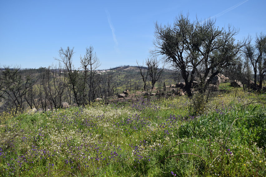 burnt trees and wild flowers between Gavião and Belver