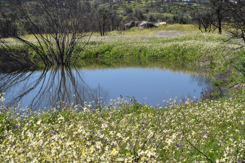 water and wild flowers between Gavião and Belver,  Spring in Portugal