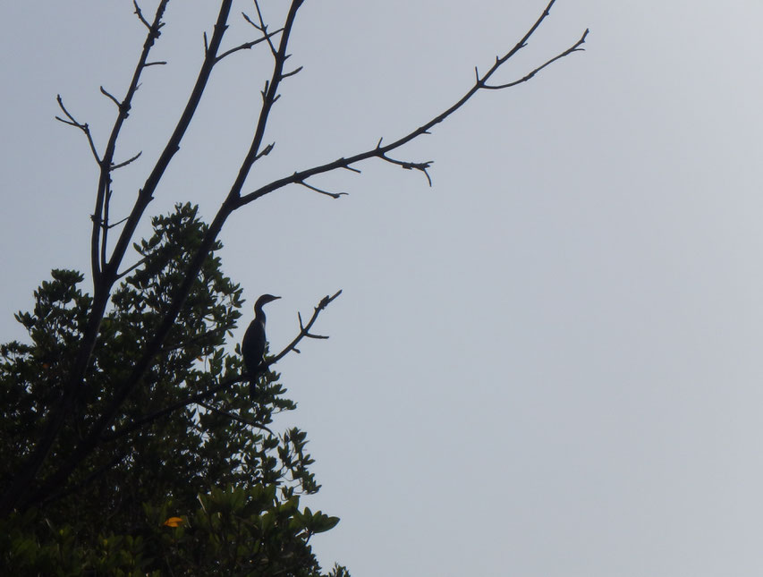 Long tailed cormorant - Tumani Tenda - Gambia