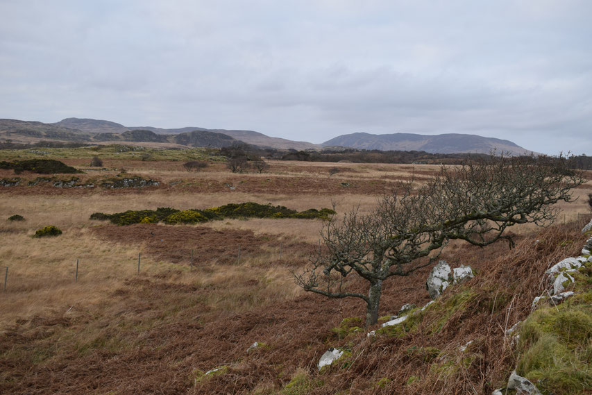 Moorland Islay