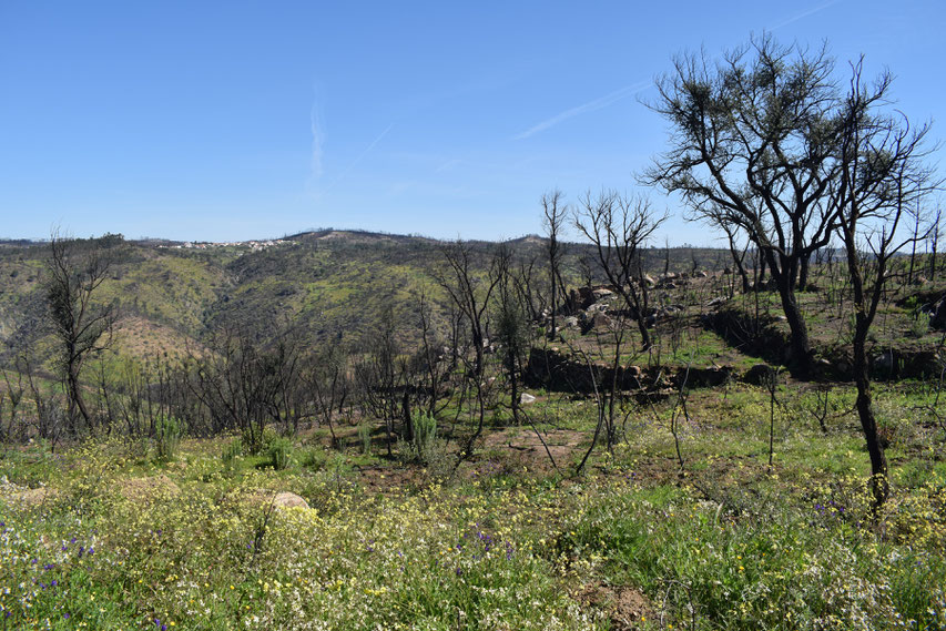 burnt trees and wild flowers between Gavião and Belver, Portugal