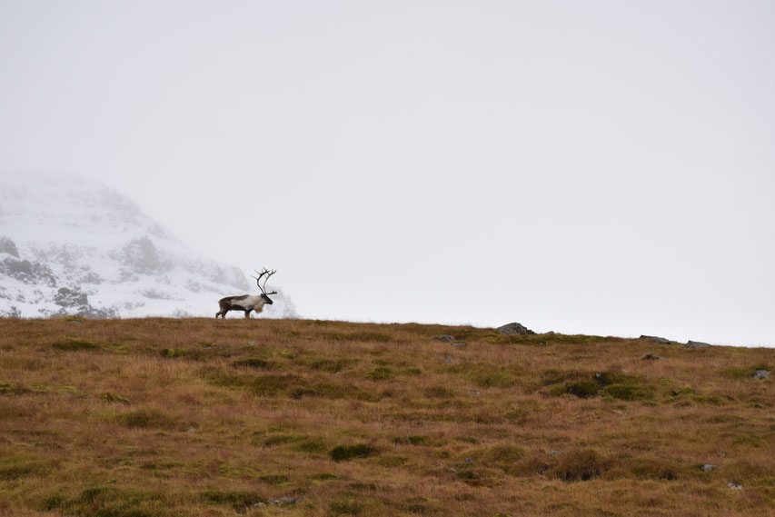 Reindeer, East Fjords, Iceland