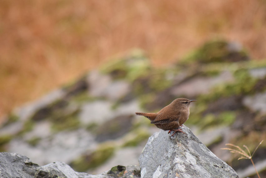 wren, bird watching, East Fjords, Iceland