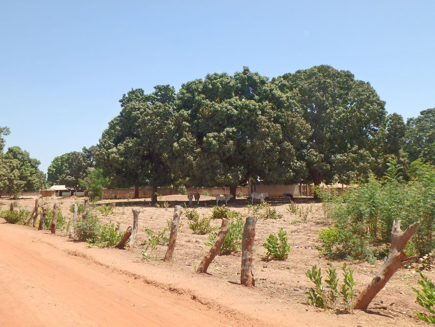 Bwiam, Gambia