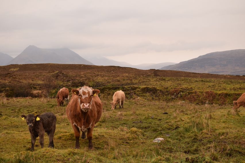 Cows, Raasay