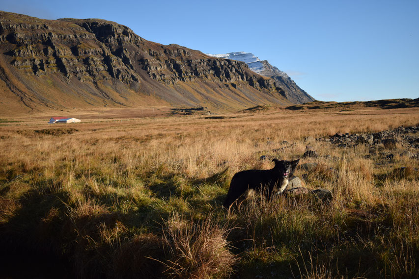 Havarí farm, cafe and hostel, East Fjords, Iceland 