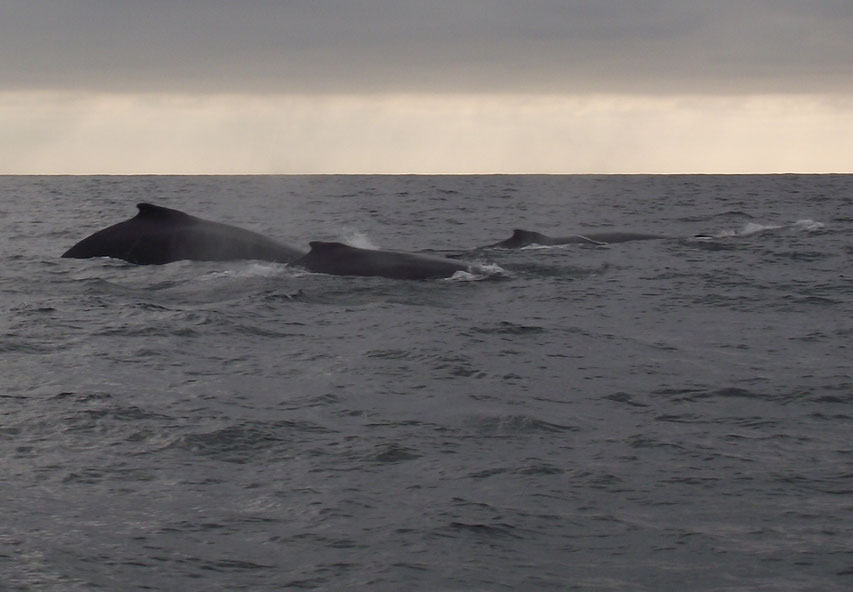 whale watching Puerto Lopez