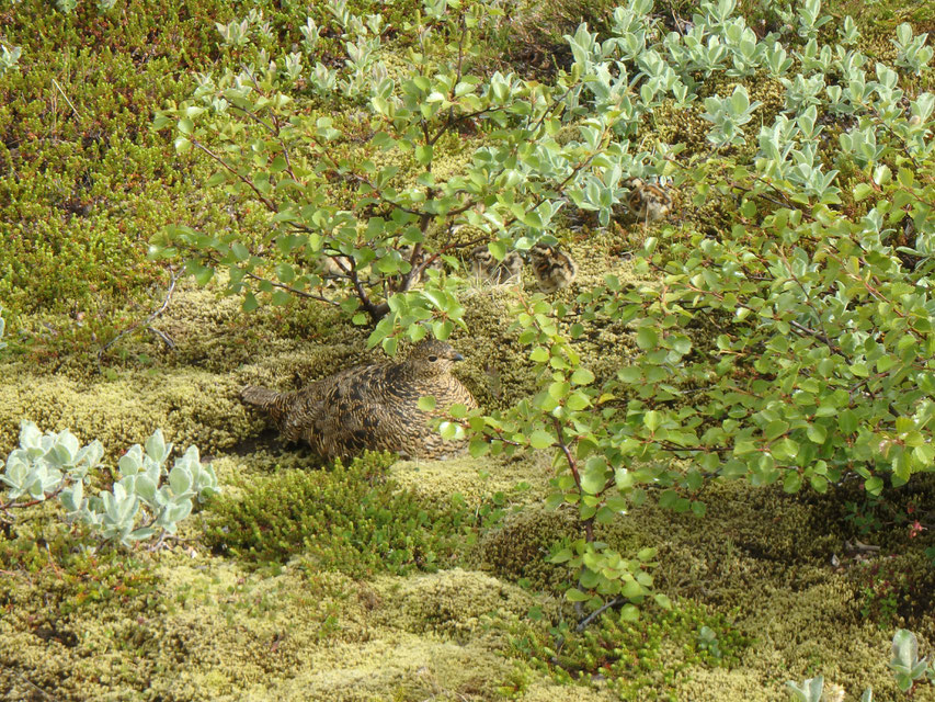 A ptarmigan and its chicks