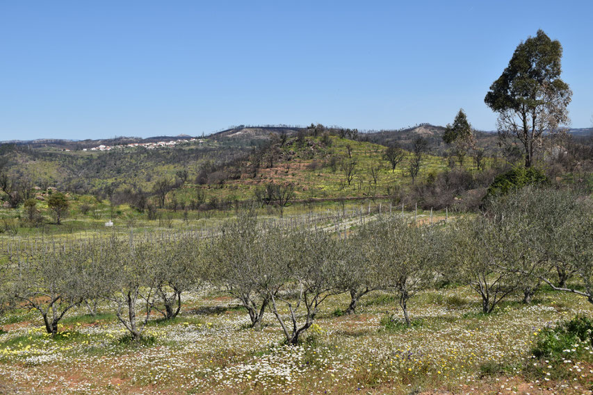 wild flowers between Gavião and Belver