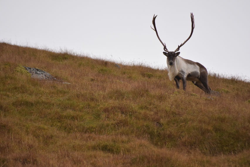 Reindeer, East Fjords, Iceland