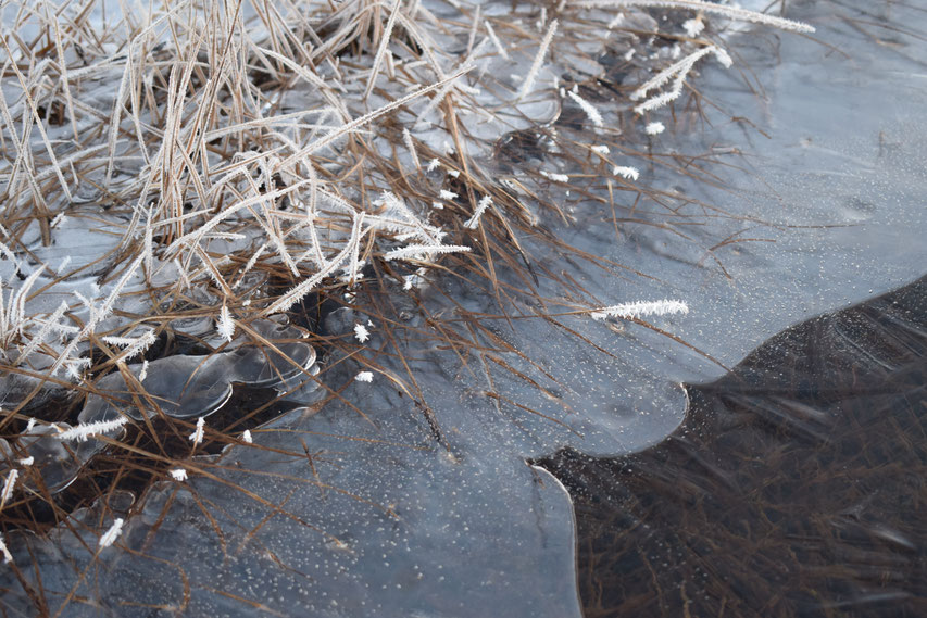 frozen grass