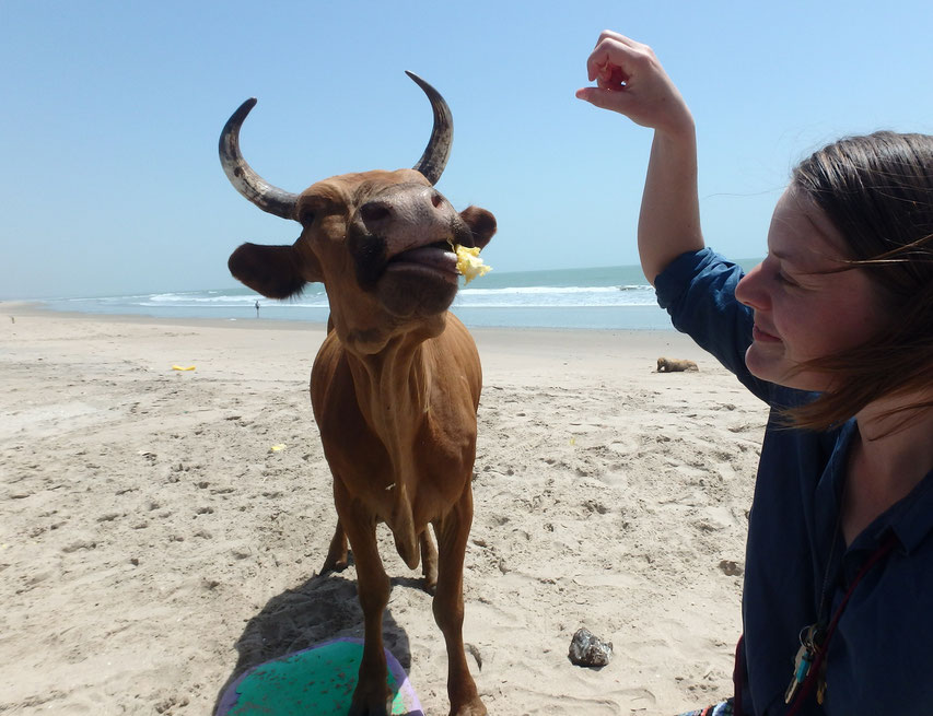 cow eating mango skin, Sanyang beach