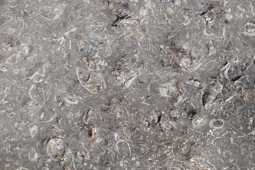 fossils, Camas Mòr, Isle of Muck