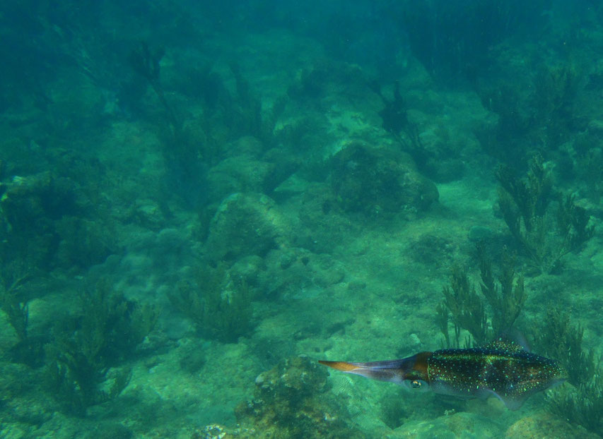 Snorkelling, Castara, Tobago