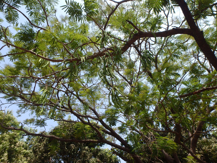African locus bean, natural medicine, Tumani Tenda, Gambia