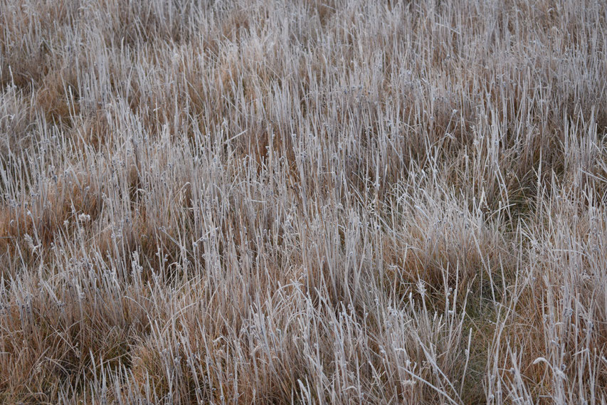 frozen grass