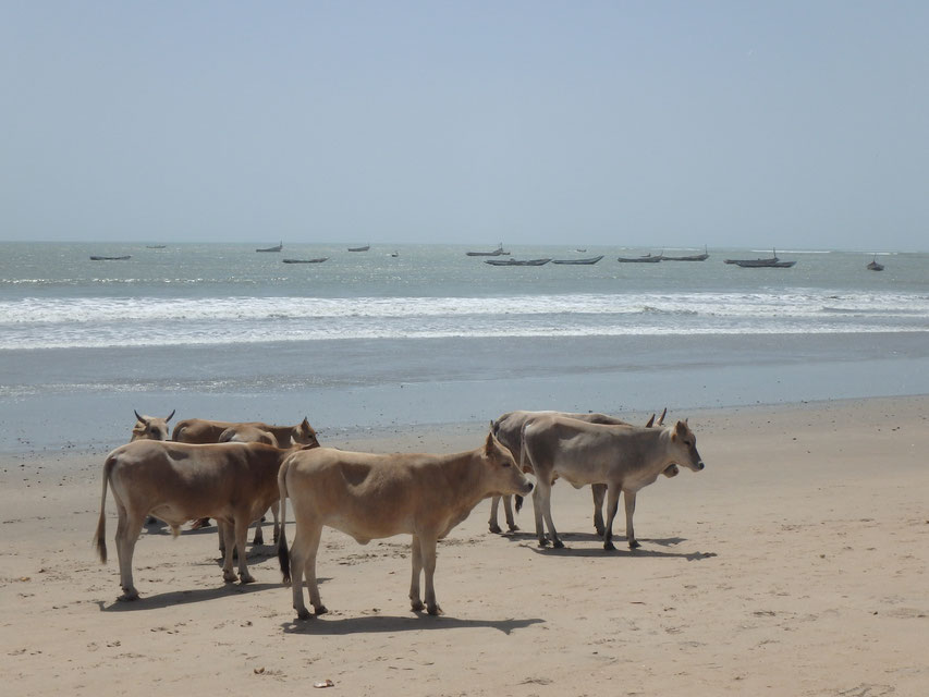Sanyang, Gambia - cows on the beach