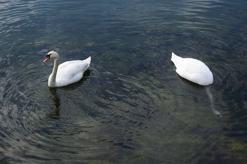 swans Lac du Bourget, France